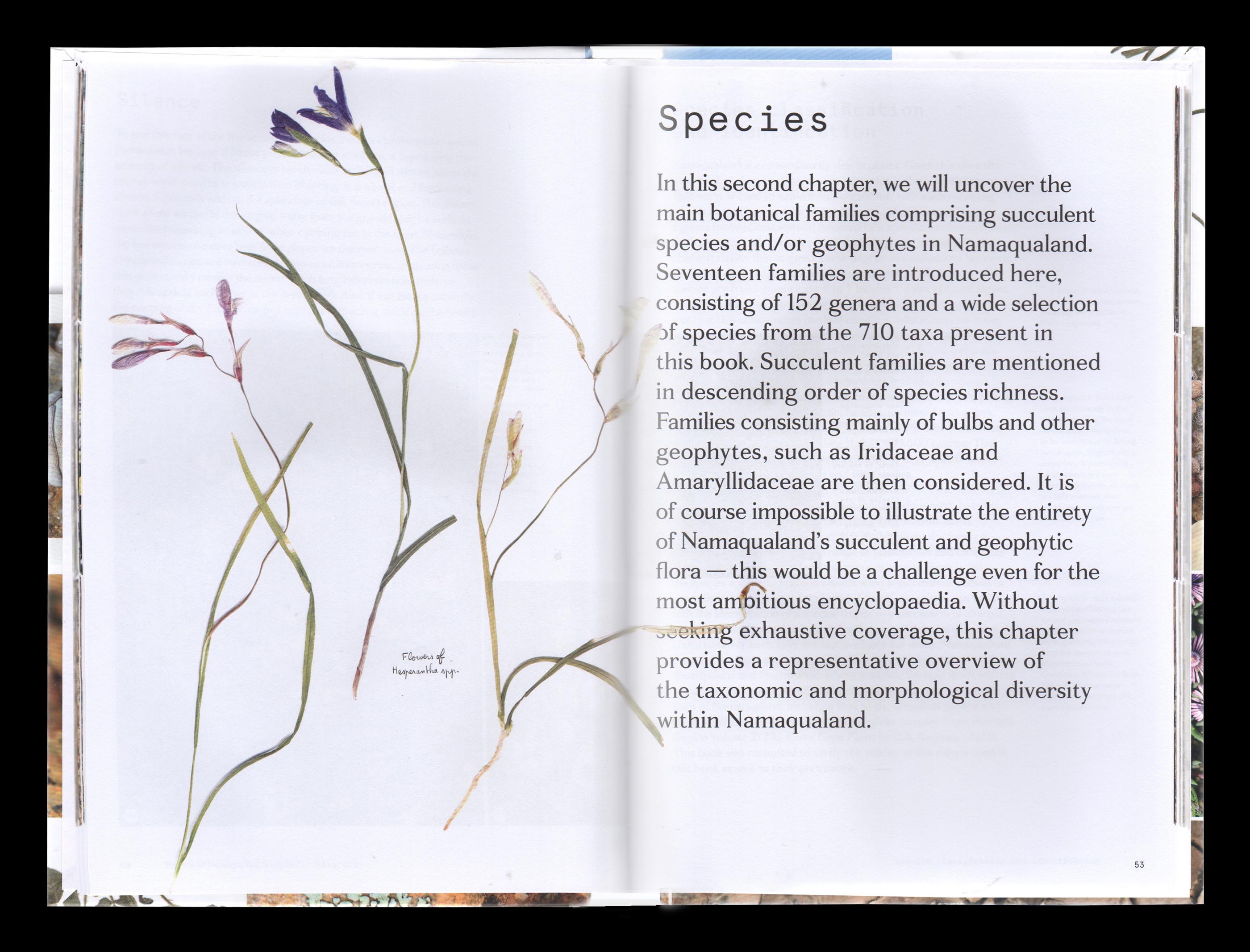 Vue d'une double page intérieure du livre “Secrets of Namaqualand Succulents”