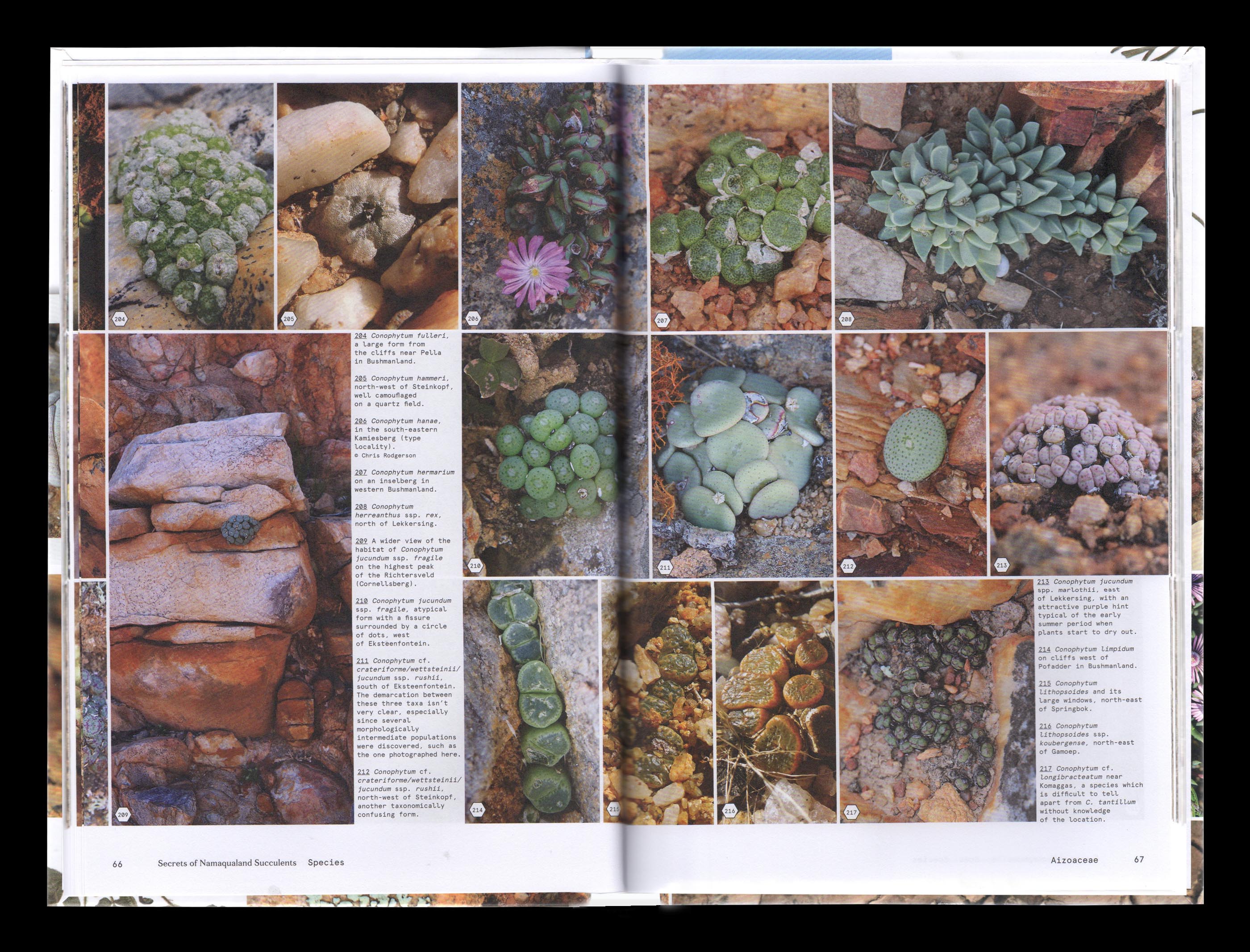 Vue d'une double page intérieure du livre “Secrets of Namaqualand Succulents”