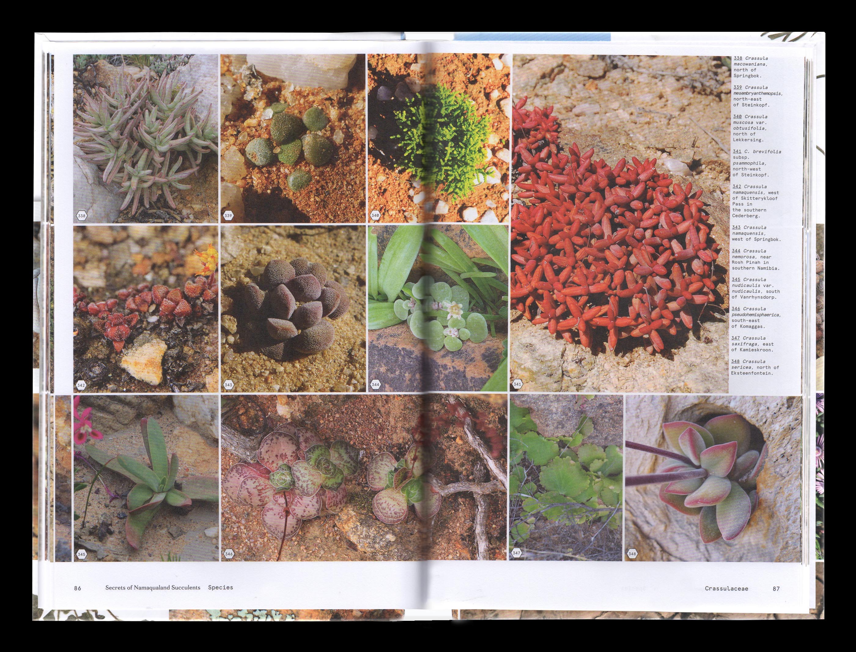 Vue d'une double page intérieure du livre “Secrets of Namaqualand Succulents”