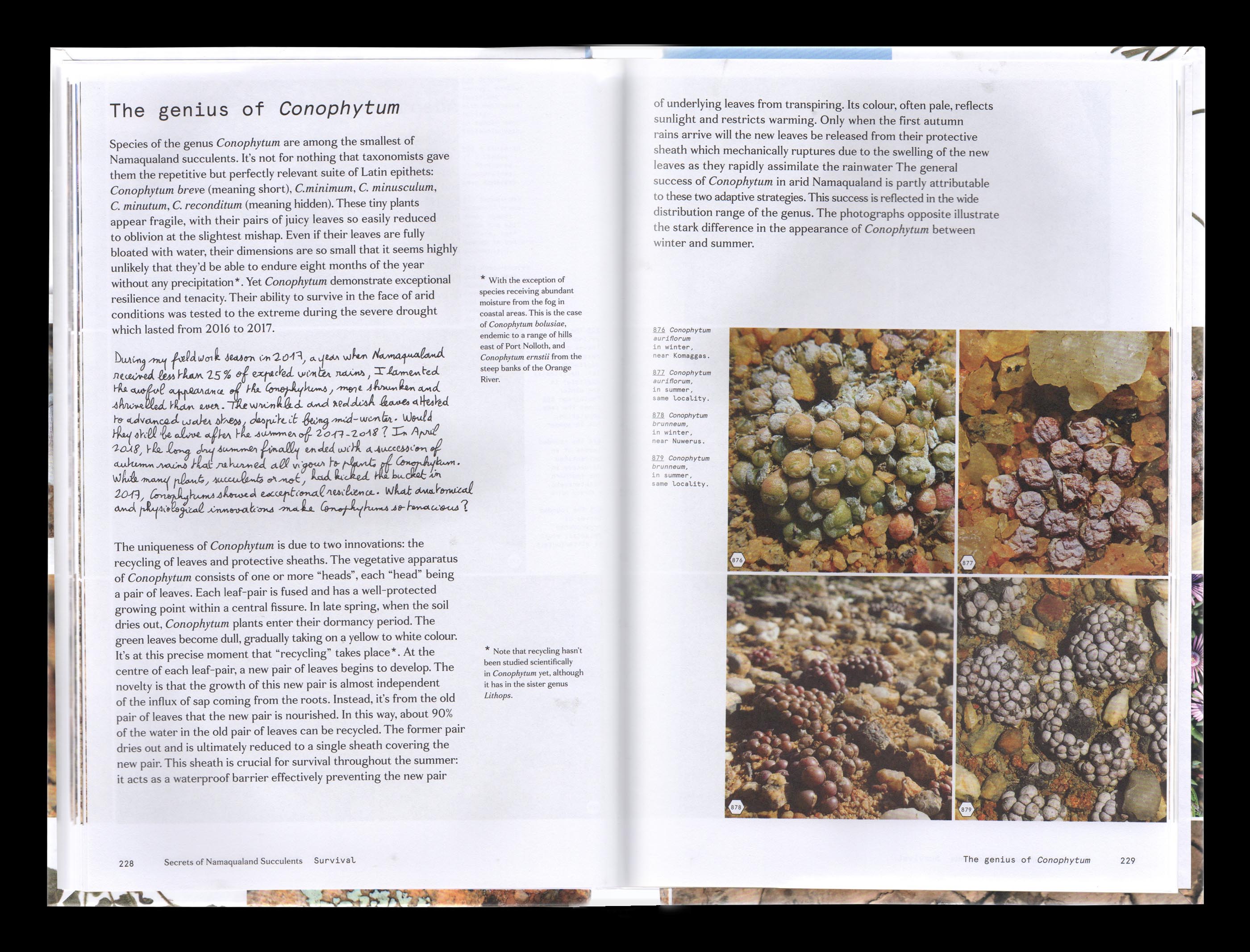 Vue d'une double page intérieure du livre “Secrets of Namaqualand Succulents”